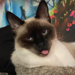 {petName}, a Unknown Domestic Shorthair Cat