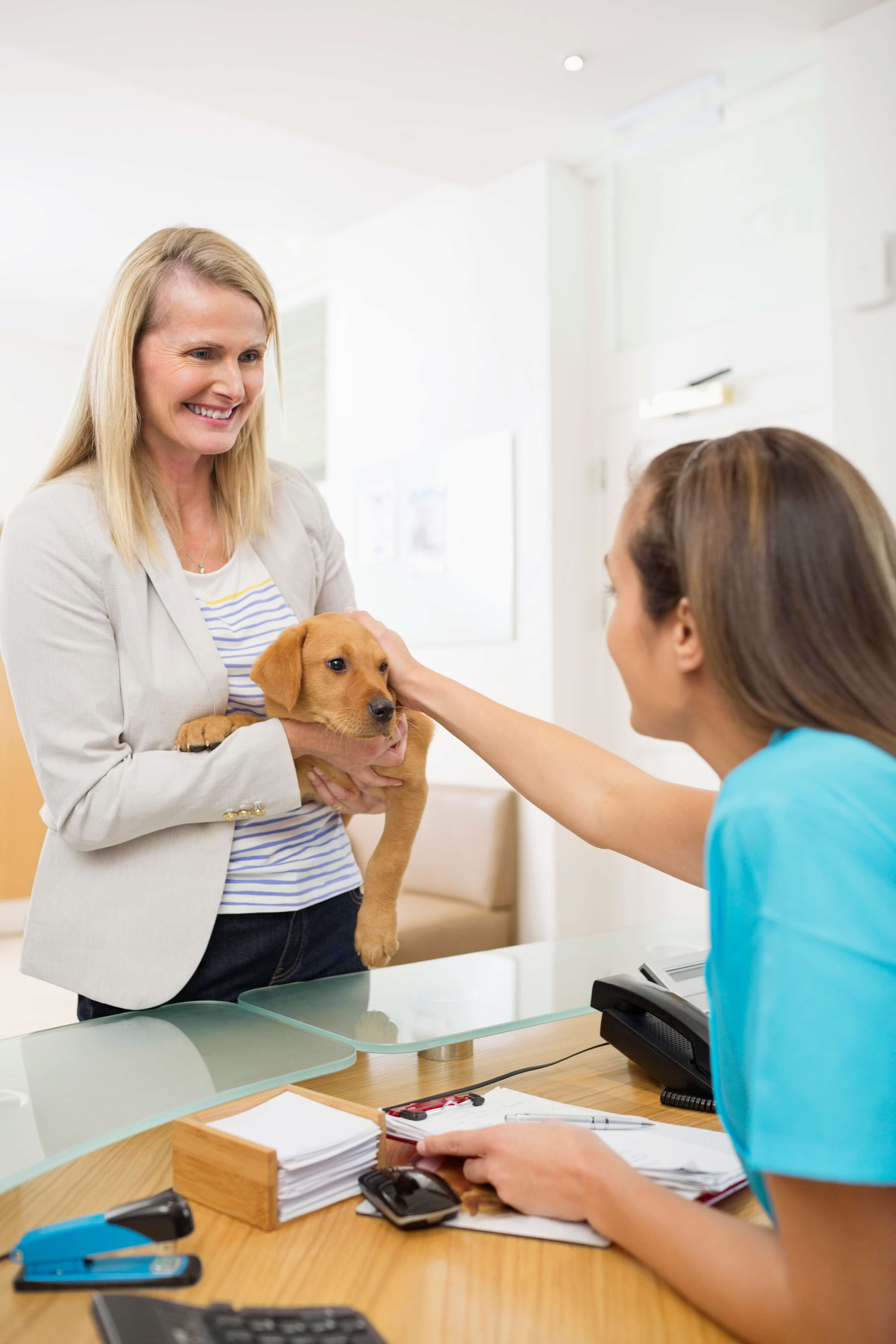 Dog visiting veterinary clinic