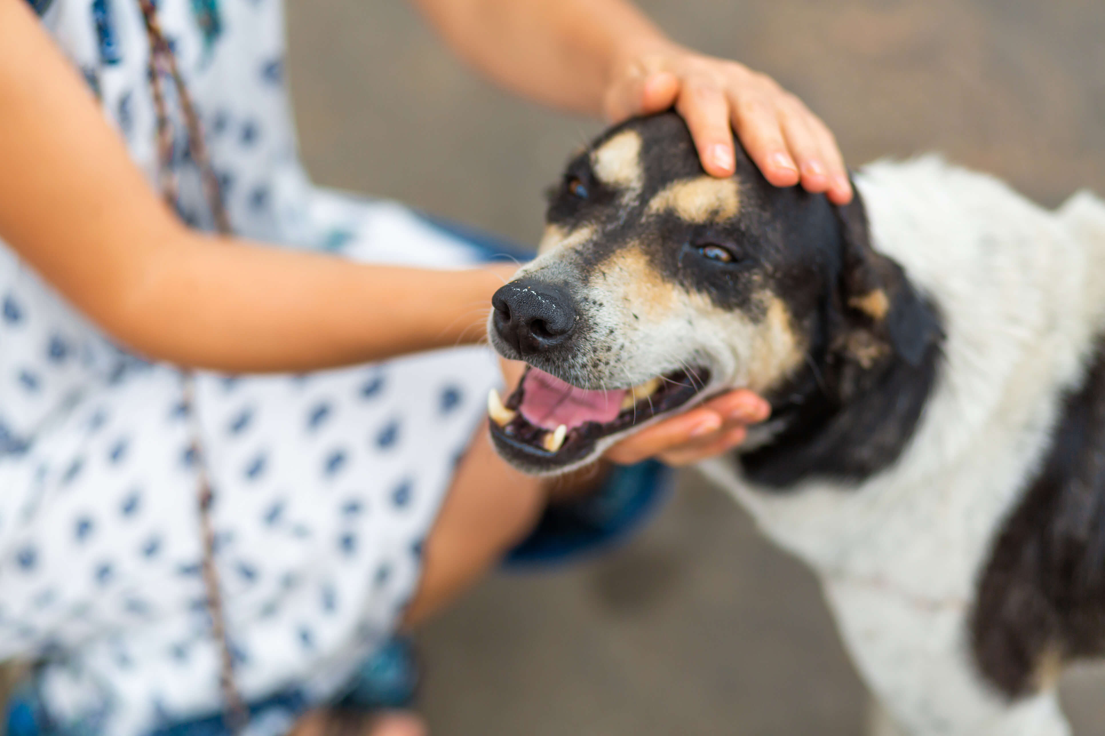 Dog smiling and happy